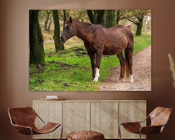 Cheval sauvage