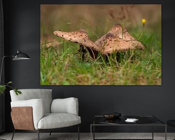 champignon