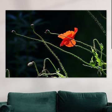 Mützenrose im Gegenlicht / Mohn im Gegenlicht