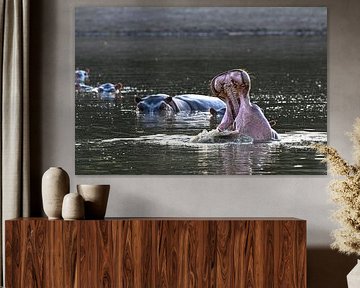 Plusieurs hippopotames dans l'eau, la gueule ouverte