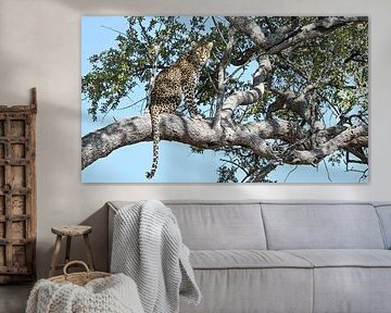 Léopard dans un arbre