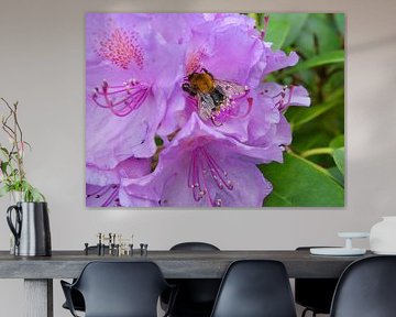 Hommel op een bloem die nectar verzamelt