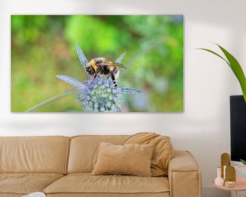Hommel op een bloem die nectar verzamelt