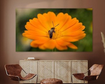Hommel op een bloem die nectar verzamelt