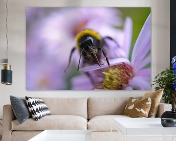 Hommel op een bloem die nectar verzamelt