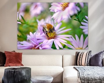 Hommel op een bloem die nectar verzamelt
