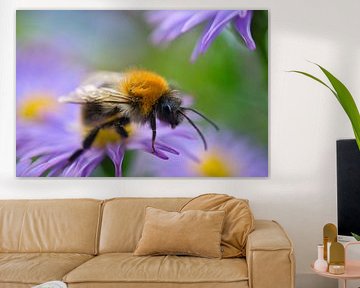 Hommel op een bloem die nectar verzamelt