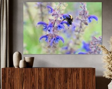 Hommel op een bloem die nectar verzamelt