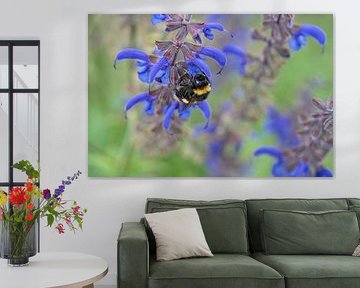 Hommel op een bloem die nectar verzamelt