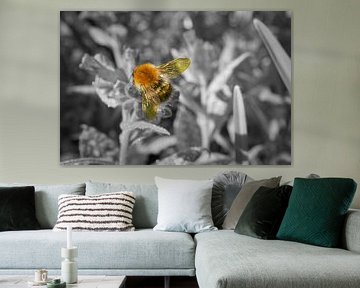 Hommel op een bloem die nectar verzamelt