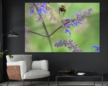 Hommel vliegt op een bloem om nectar te verzamelen