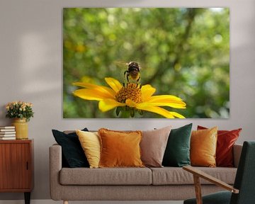 Hommel vliegt op een bloem om nectar te verzamelen
