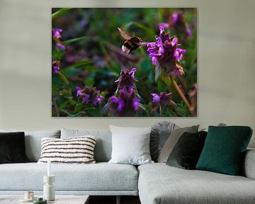 Hommel vliegt op een bloem om nectar te verzamelen