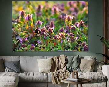 Hommel vliegt op een bloem om nectar te verzamelen