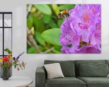 Hommel vliegt op een bloem om nectar te verzamelen