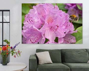 Hommel vliegt op een bloem om nectar te verzamelen