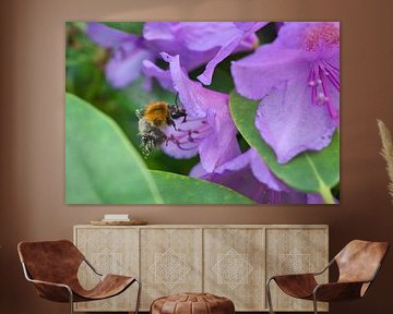 Hommel vliegt op een bloem om nectar te verzamelen