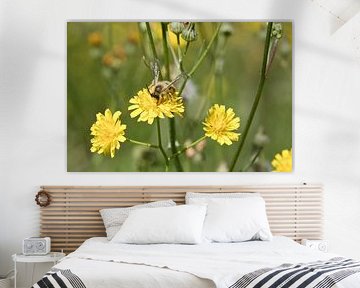Abeille sur une fleur en train de récolter du nectar