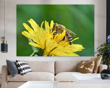 Abeille sur une fleur en train de récolter du nectar
