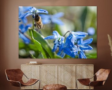 Abeille sur une fleur en train de récolter du nectar