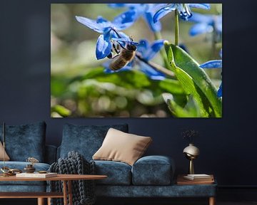 Abeille sur une fleur en train de récolter du nectar