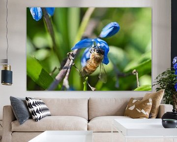 Bee on a flower collecting nectar by Martin Köbsch