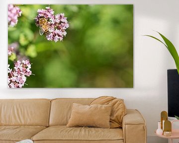 Bij op een bloem die nectar verzamelt