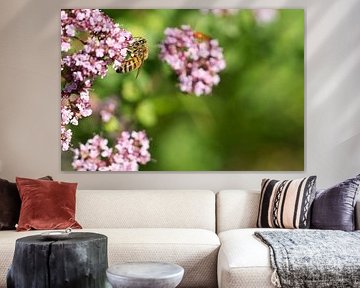 Bij op een bloem die nectar verzamelt