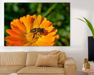 Bij op een bloem die nectar verzamelt