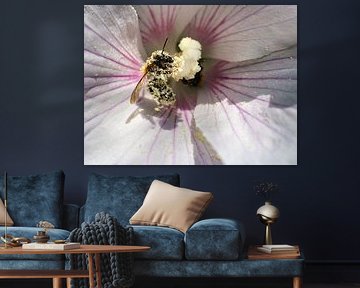 Bij op een bloem die nectar verzamelt
