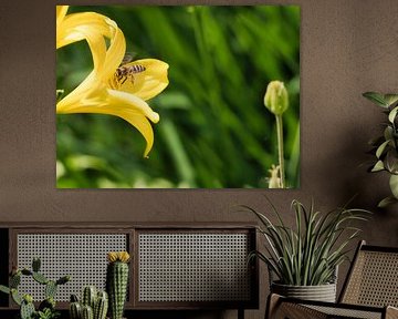 Bij vliegt op een bloem om nectar te verzamelen
