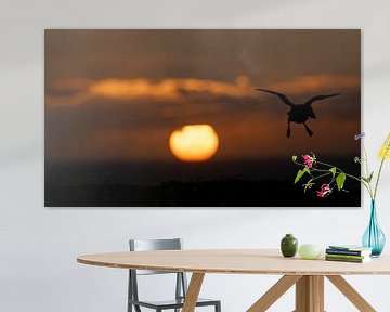 Sonnenuntergang auf Skokholm