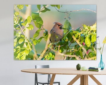 Pestvogel in Houten op zoek naar bessenstruiken. van Merijn Loch