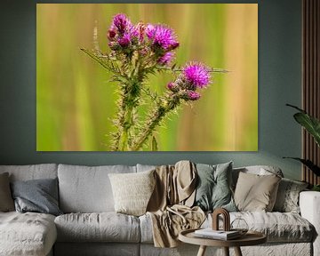 Distel in de Zouweboezem van Merijn Loch