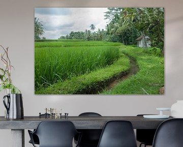 Ubud Bali Paddy van Richard Wareham
