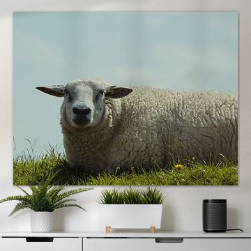 Just a sheep