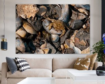 A crab among the shells by Hilde Remerie Photography and digital art