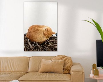 Luie poes van Richard Wareham