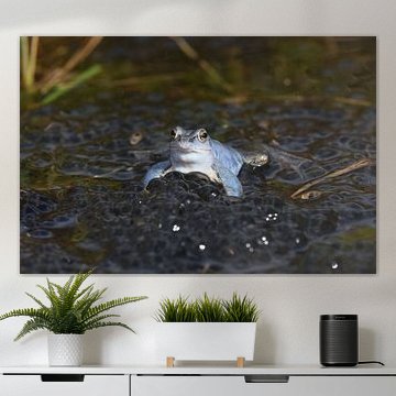 Blauwe heikikker met eiklompen van Frank Heinen