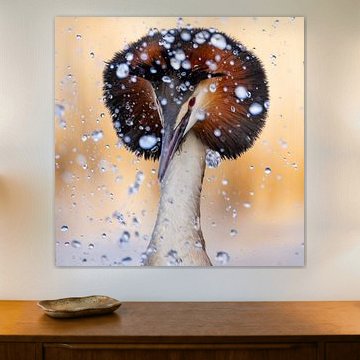 Birds | Great Crested Grebe courtship and water splashing! 1