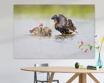 Vogels | Kemphanen baltsend op water - Friesland van Servan Ott