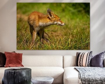 Curious young fox by Willem Van Norel