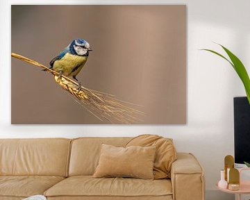 Mésange bleue sur un rameau d'orge