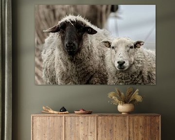 Rural sheep by Willem Van Norel