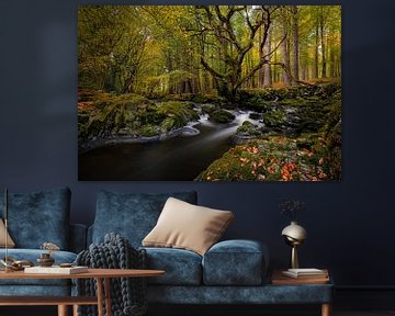 De oude boom Tollymore Forest
