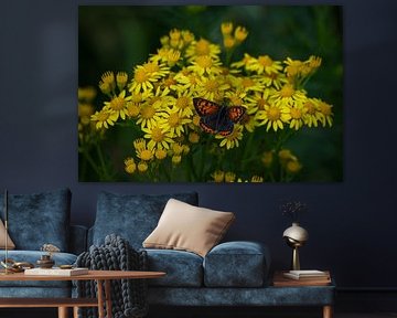 Kleine vuurvlinder op wilde gele bloemen