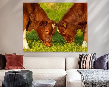 2 Jonge stieren. van Willem Van Norel