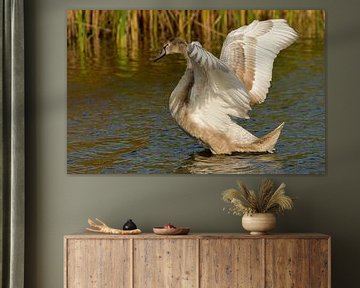Juvenile mute swan by Willem Van Norel