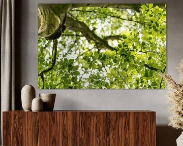 Zomer groen (berk) van Anja Wessels Fotografie