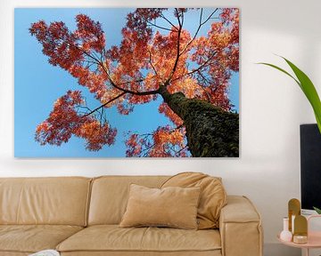 Herfst kleuren (boom) van Anja Wessels Fotografie